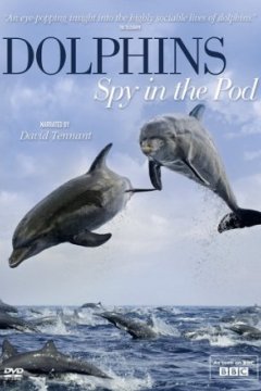 Постер: Дельфины скрытой камерой